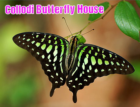 Collodi Butterfly Hous.